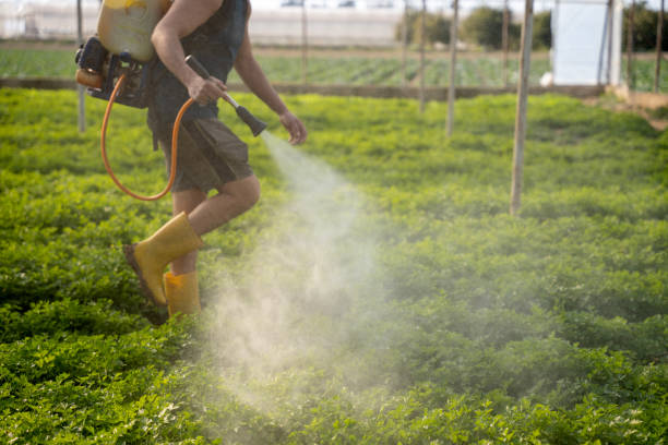 Best Local Pest Control Services  in Lexington, NE