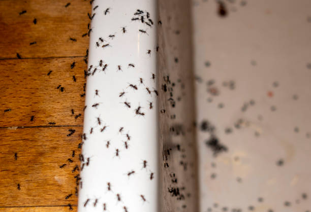 Best Flea Control Services  in Lexington, NE